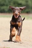 DOBERMANN 832